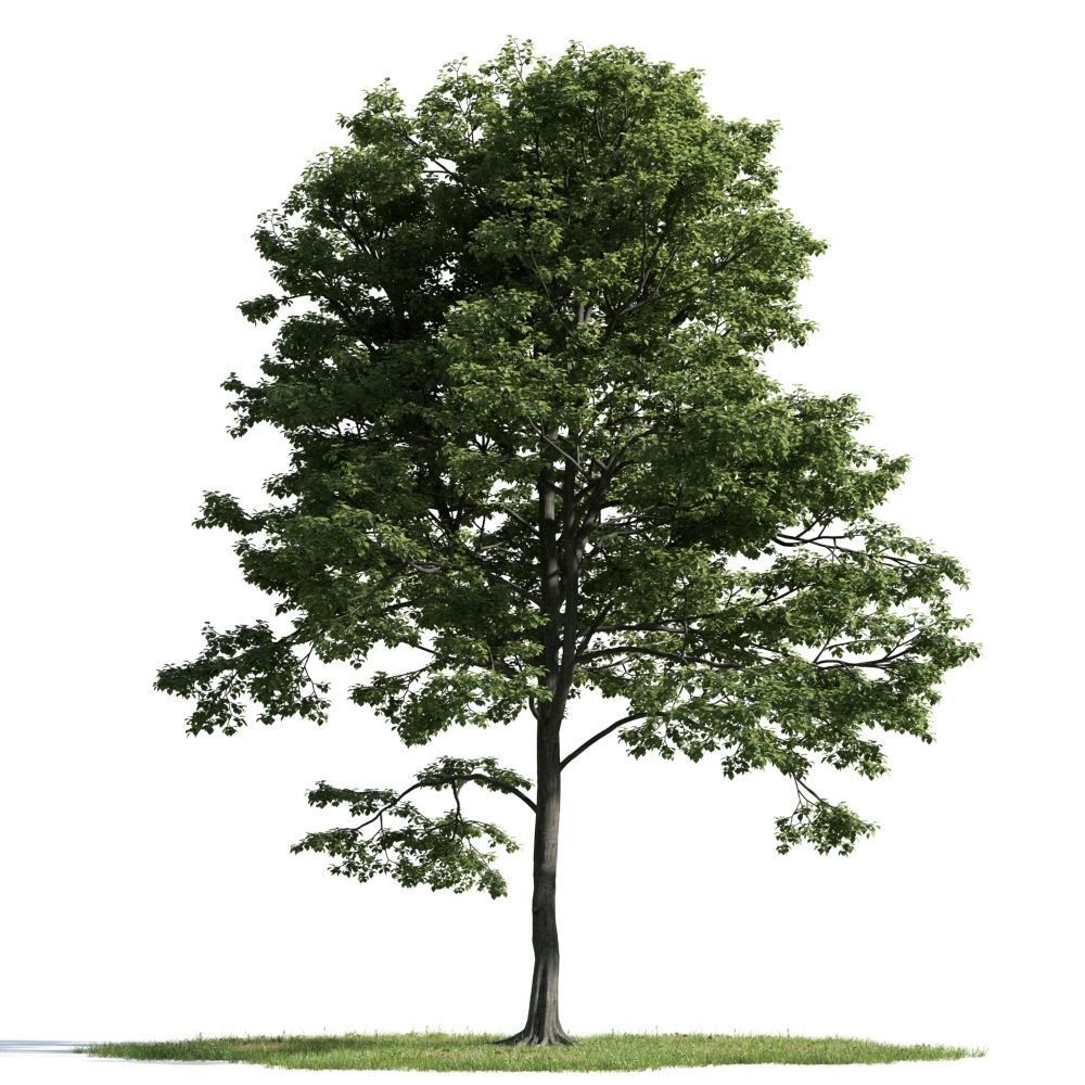 Archmodels vol 163 - high quality trees models 3D model_56