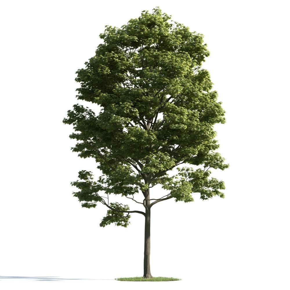 Archmodels vol 163 - high quality trees models 3D model_40