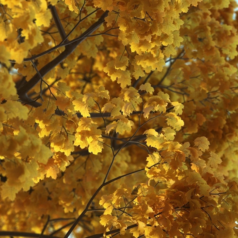 Archmodels vol 163 - high quality trees models 3D model_39