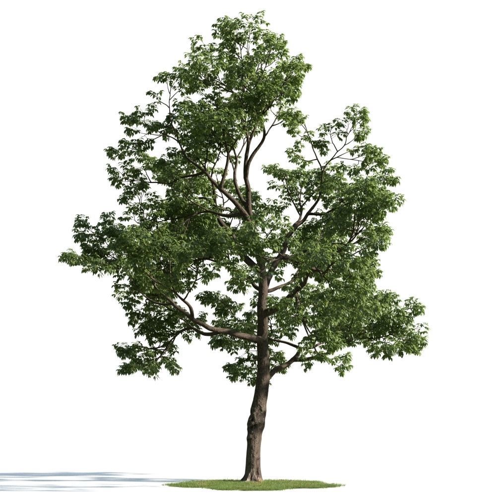 Archmodels vol 163 - high quality trees models 3D model_69