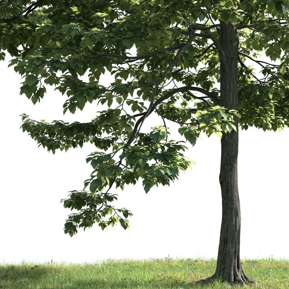 Archmodels vol 163 - high quality trees models 3D model_55
