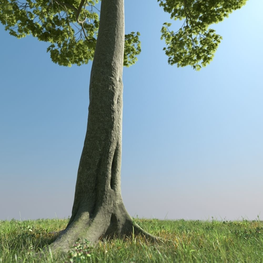 Archmodels vol 163 - high quality trees models 3D model_19