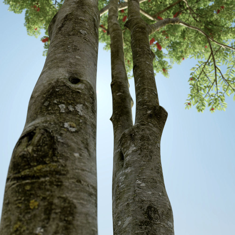 Archmodels vol 163 - high quality trees models 3D model_3