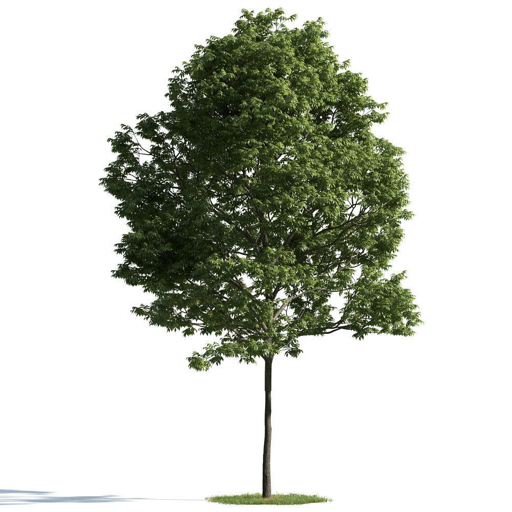 Archmodels vol 163 - high quality trees models 3D model_53