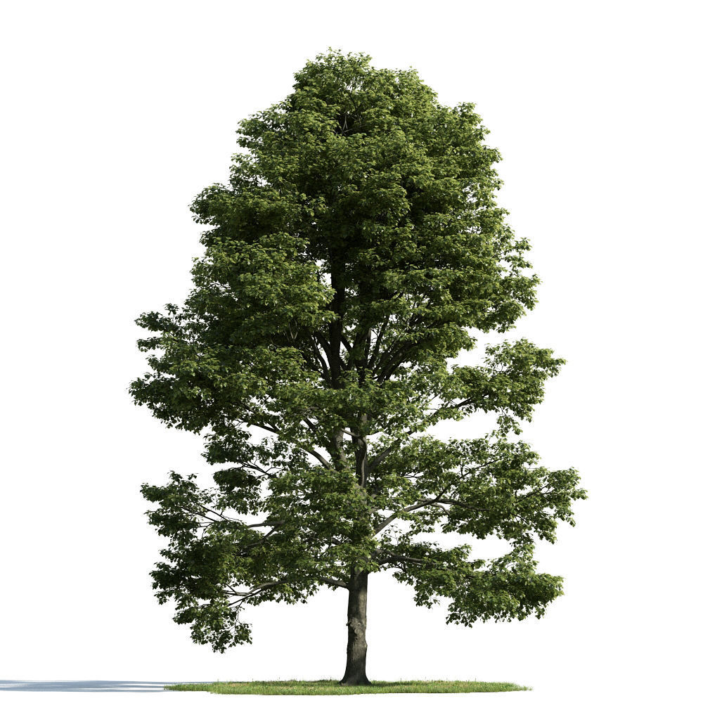 Archmodels vol 163 - high quality trees models 3D model_72