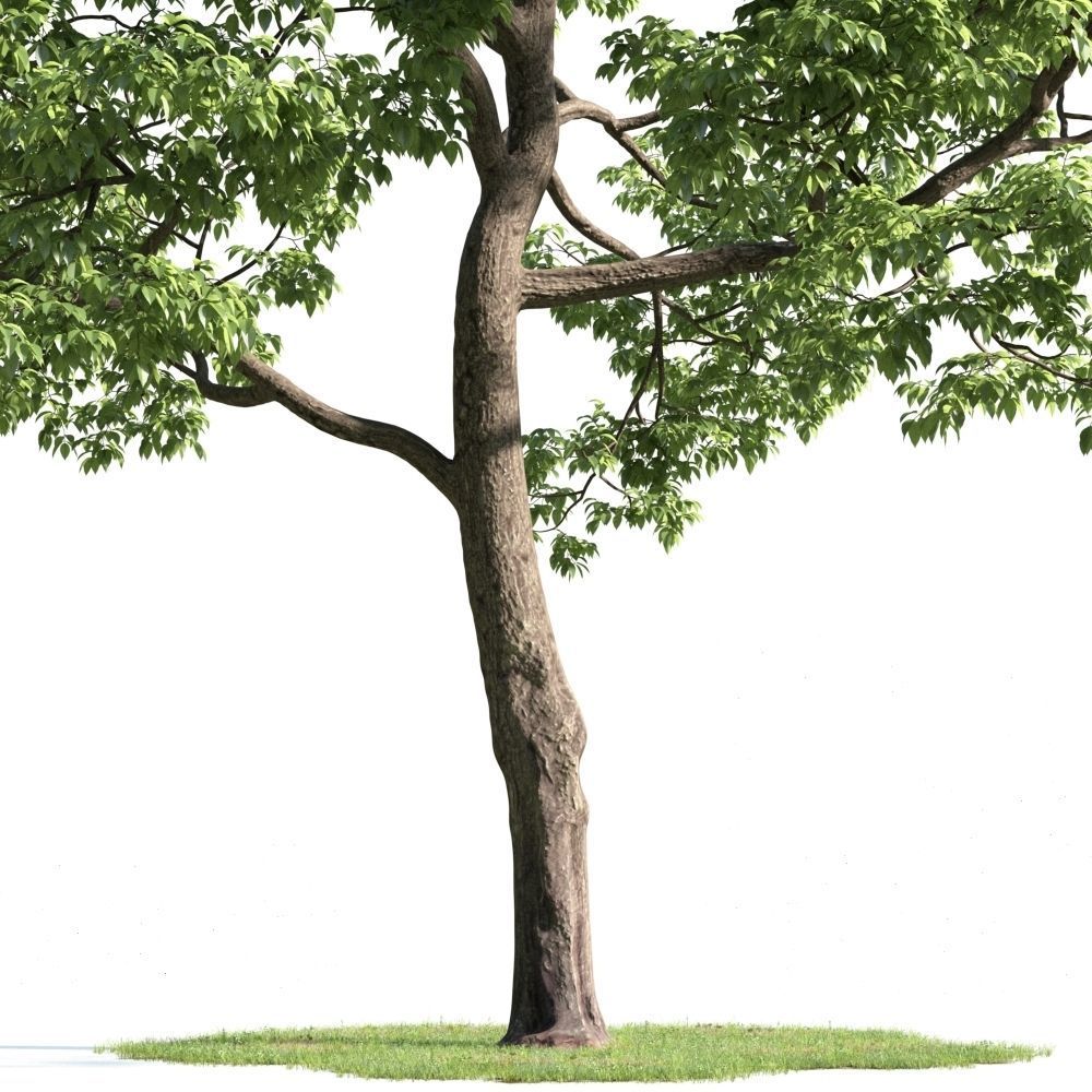 Archmodels vol 163 - high quality trees models 3D model_67