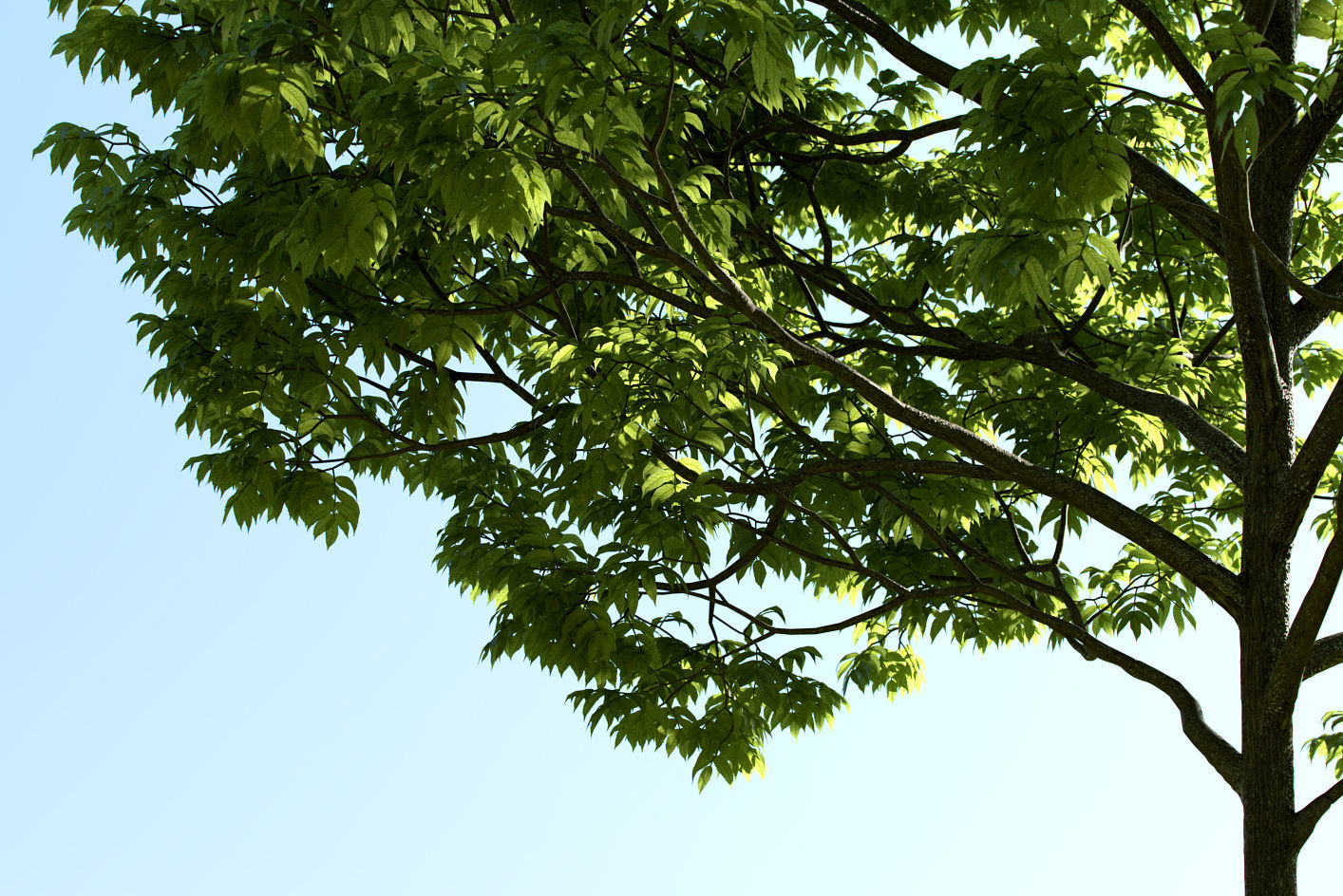 Archmodels vol 163 - high quality trees models 3D model_51