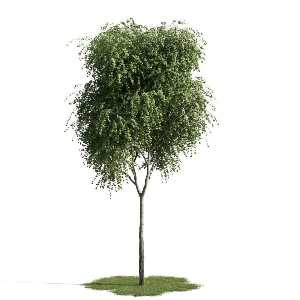 Archmodels vol 163 - high quality trees models 3D model_25