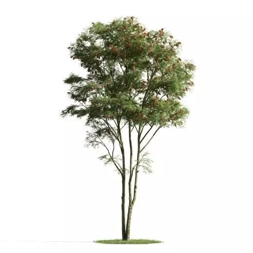 tree 01 am163 3D model_0