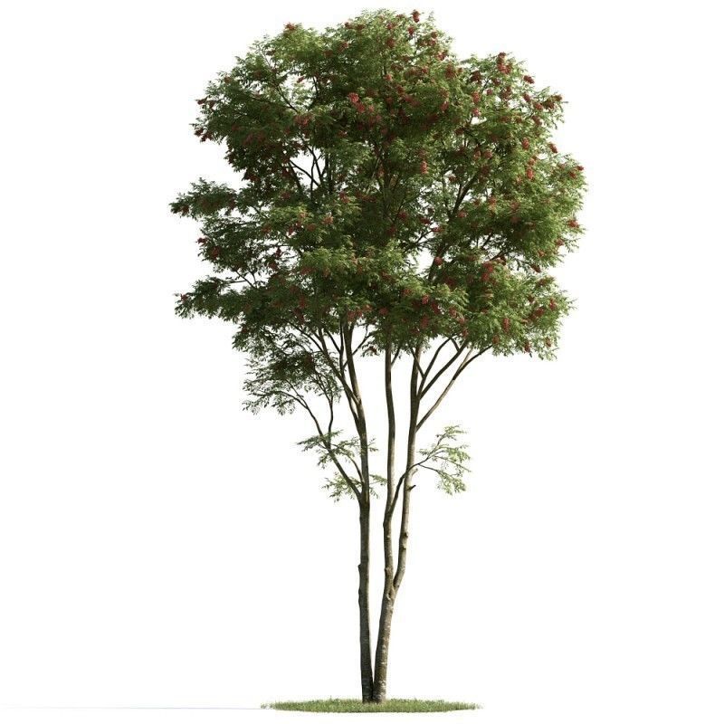 tree 01 am163 3D model_1