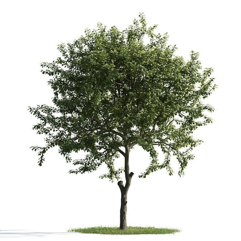 tree 07 am163 3D model_1