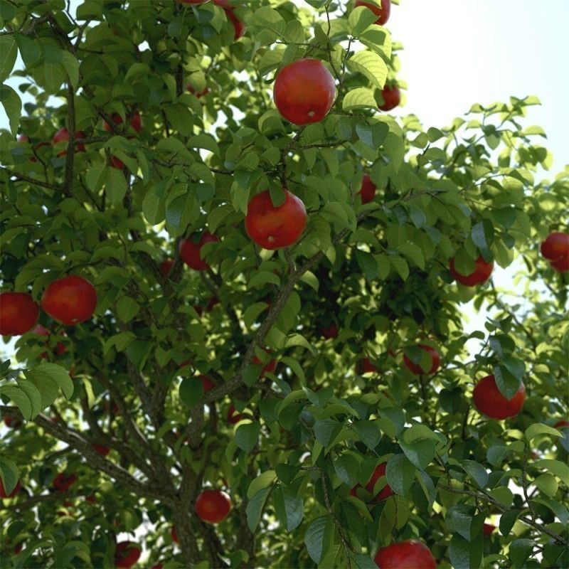 tree 07 am163 3D model_2