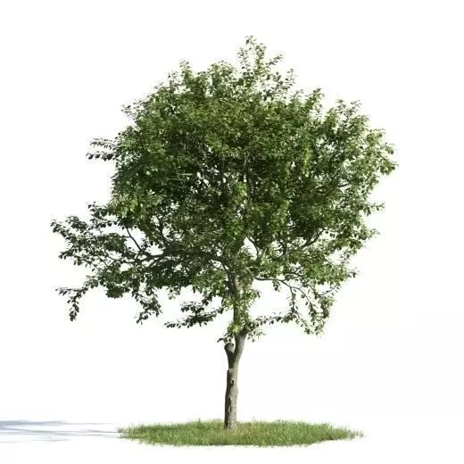 tree 07 am163 3D model_0