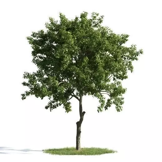 tree 08 am163 3D model_0