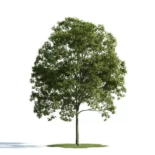 tree 14 am163 3D model_0