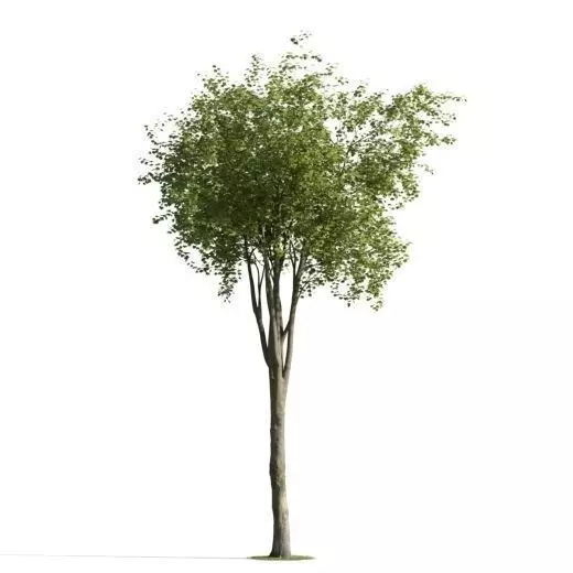 tree 19 am163 3D model_0