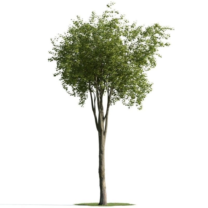 tree 19 am163 3D model_1