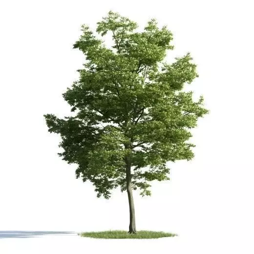 tree 24 am163 3D model_0