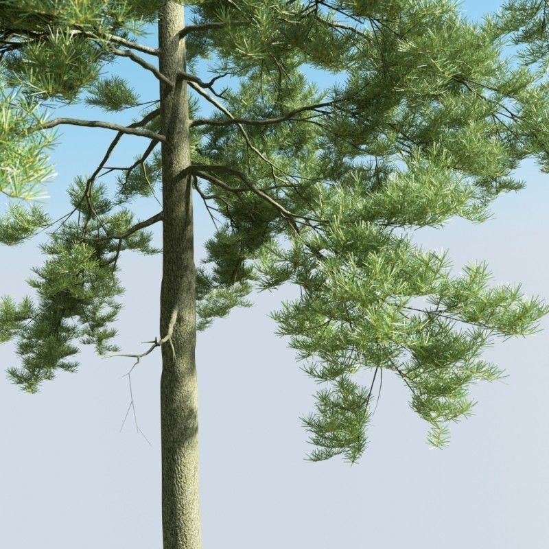 tree 25 am163 3D model_2