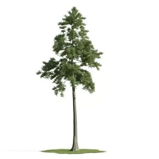 tree 25 am163 3D model_0