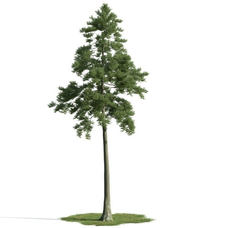 tree 25 am163 3D model_1