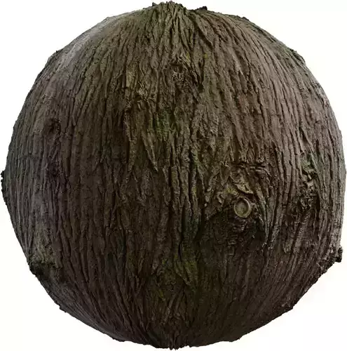 Mossy Knotted Tree Bark