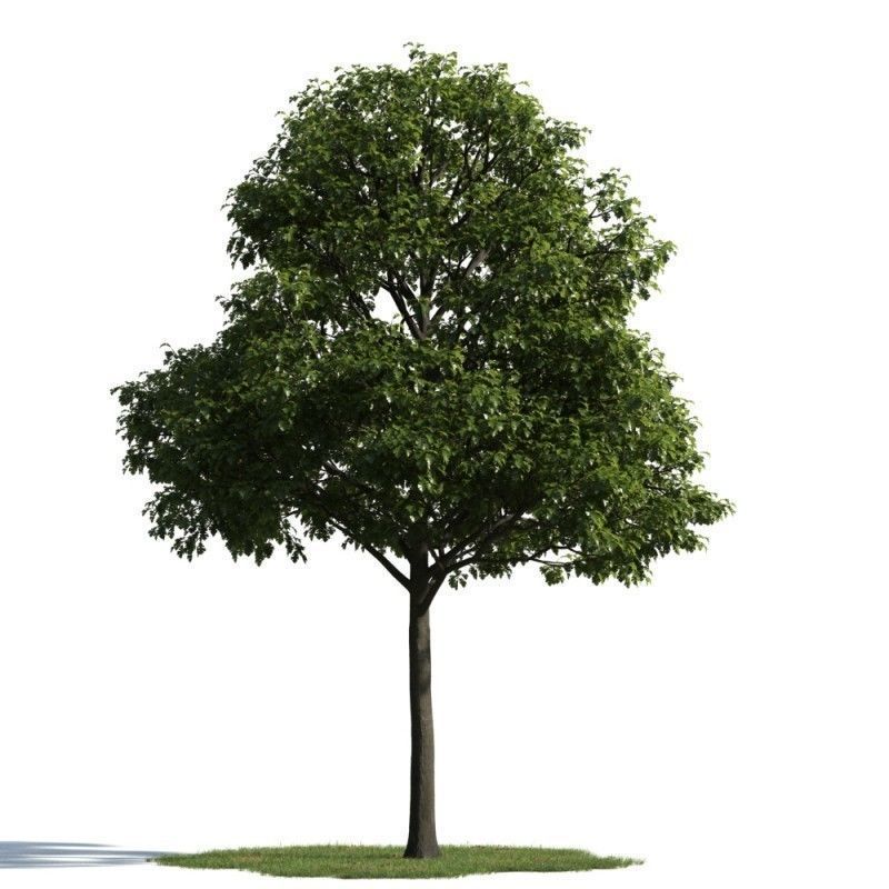 tree 31 am163 3D model_1