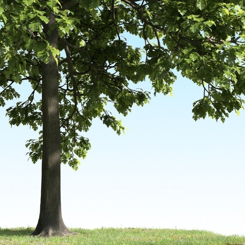 tree 31 am163 3D model_2