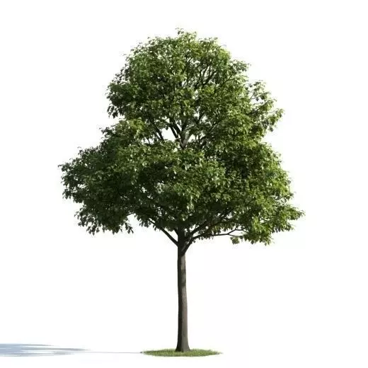 tree 31 am163 3D model_0