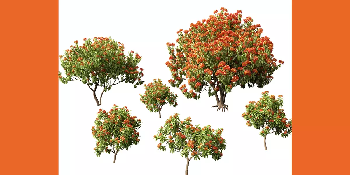 HighPoly LowPoly Saraca asoca ashoka tree Free low-poly 3D model_0