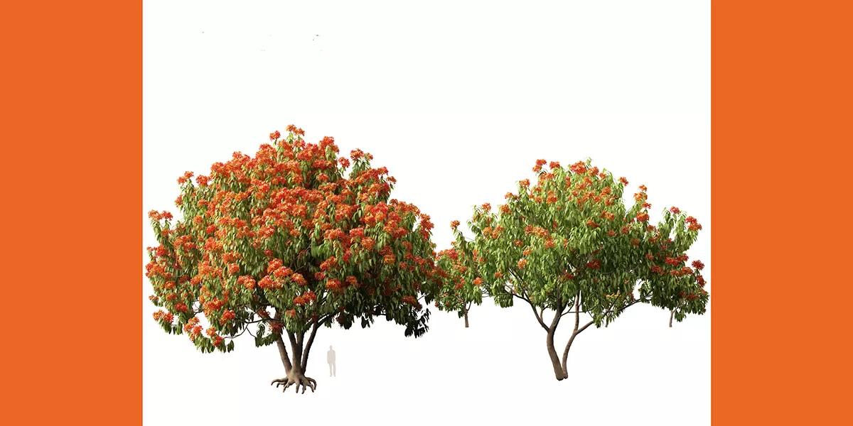 HighPoly LowPoly Saraca asoca ashoka tree Free low-poly 3D model_3
