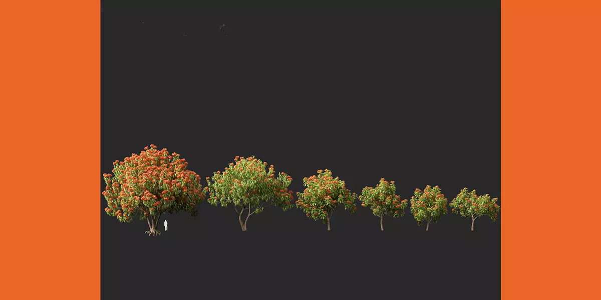 HighPoly LowPoly Saraca asoca ashoka tree Free low-poly 3D model_2
