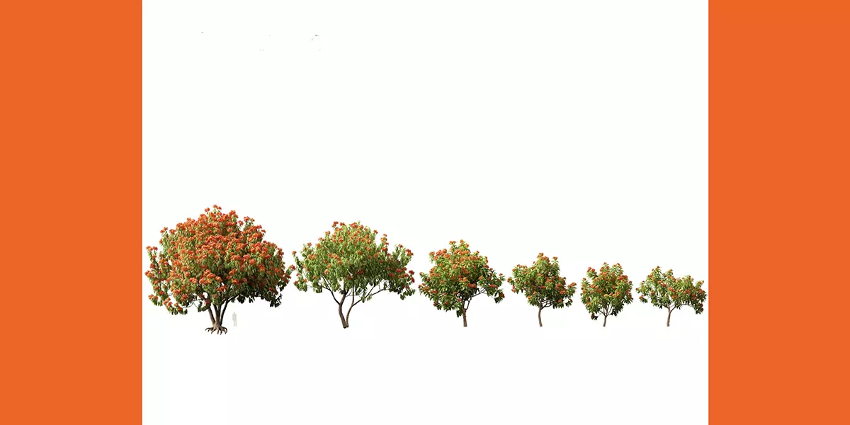 HighPoly LowPoly Saraca asoca ashoka tree Free low-poly 3D model_1