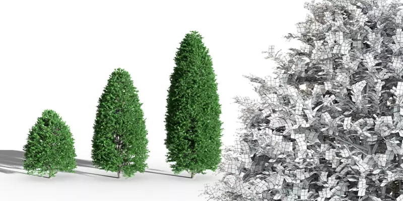 Tree boxwood ordinary buxus tree bush 3 pieces buxus Free low-poly 3D model_3