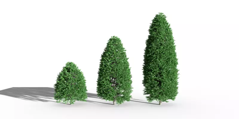 Tree boxwood ordinary buxus tree bush 3 pieces buxus Free low-poly 3D model_2
