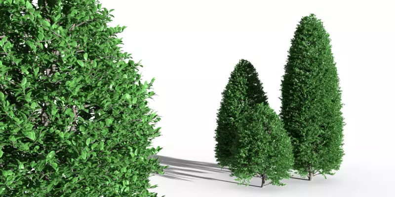 Tree boxwood ordinary buxus tree bush 3 pieces buxus Free low-poly 3D model_0