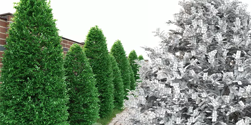 Tree boxwood ordinary buxus tree bush 3 pieces buxus Free low-poly 3D model_1