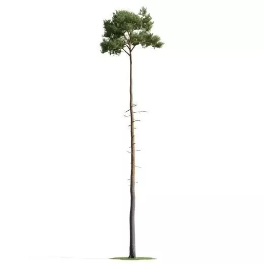 tree 43 am163 3D model_0