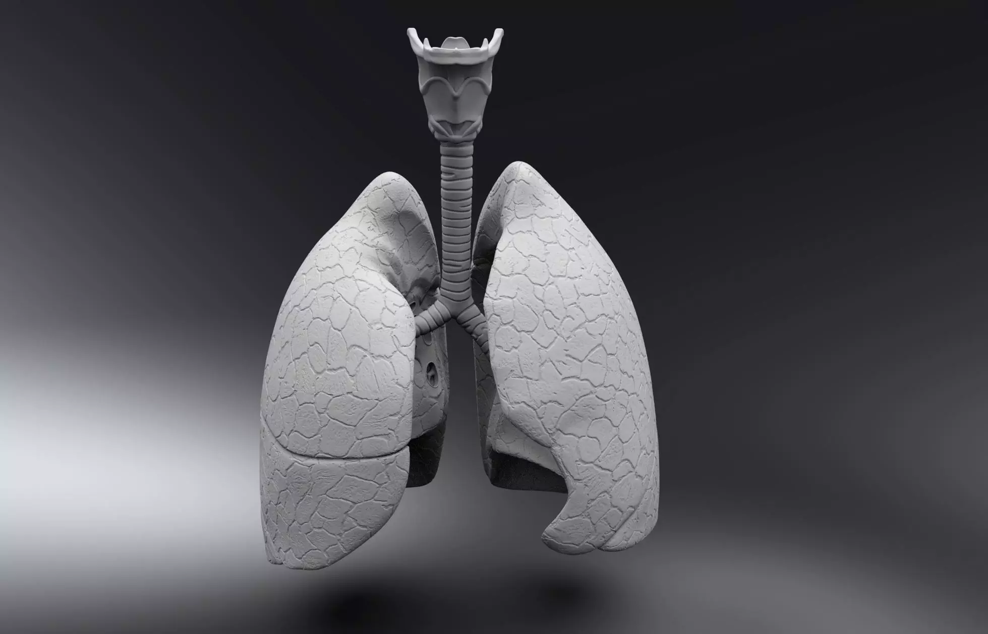 Human Lungs with Medial Surface scale 3D print model