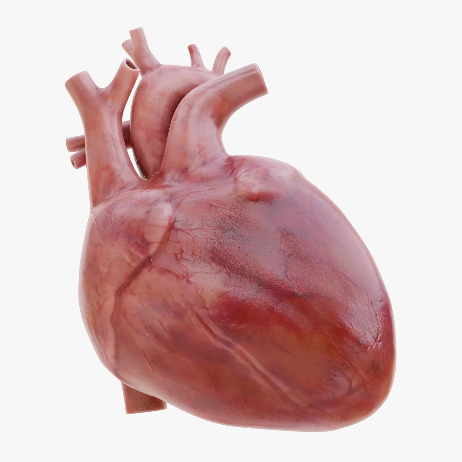 -Heart Animated- Low-poly 3D model_18