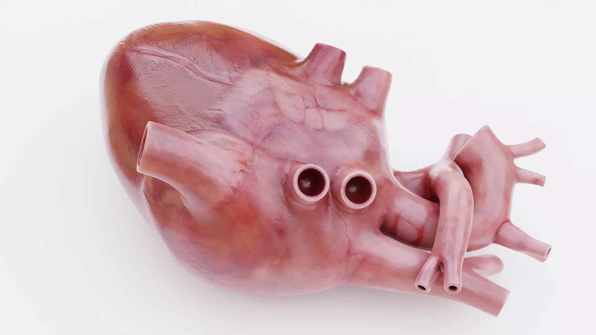 -Heart Animated- Low-poly 3D model_11