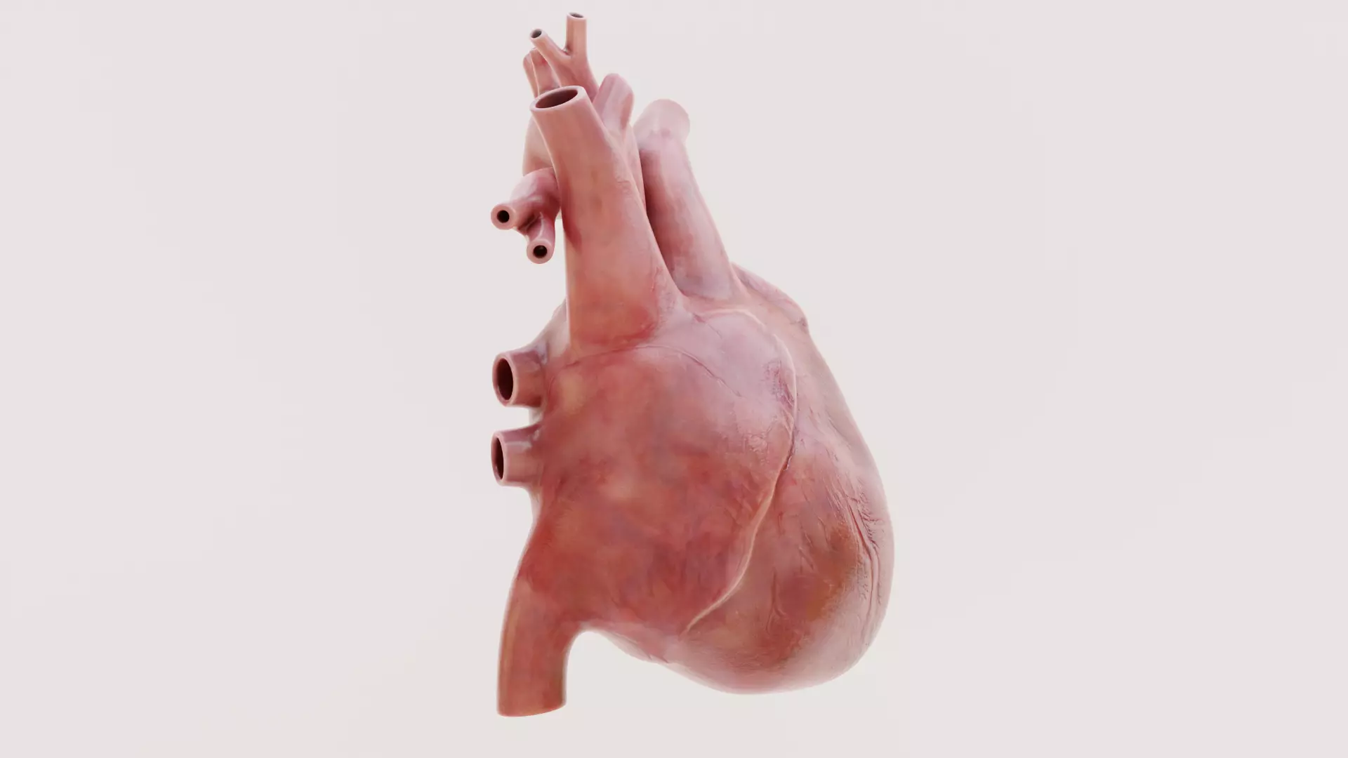 -Heart Animated- Low-poly 3D model_1