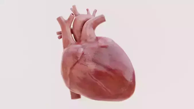 -Heart Animated- Low-poly 3D model -Heart Animated- Low-poly 3D model