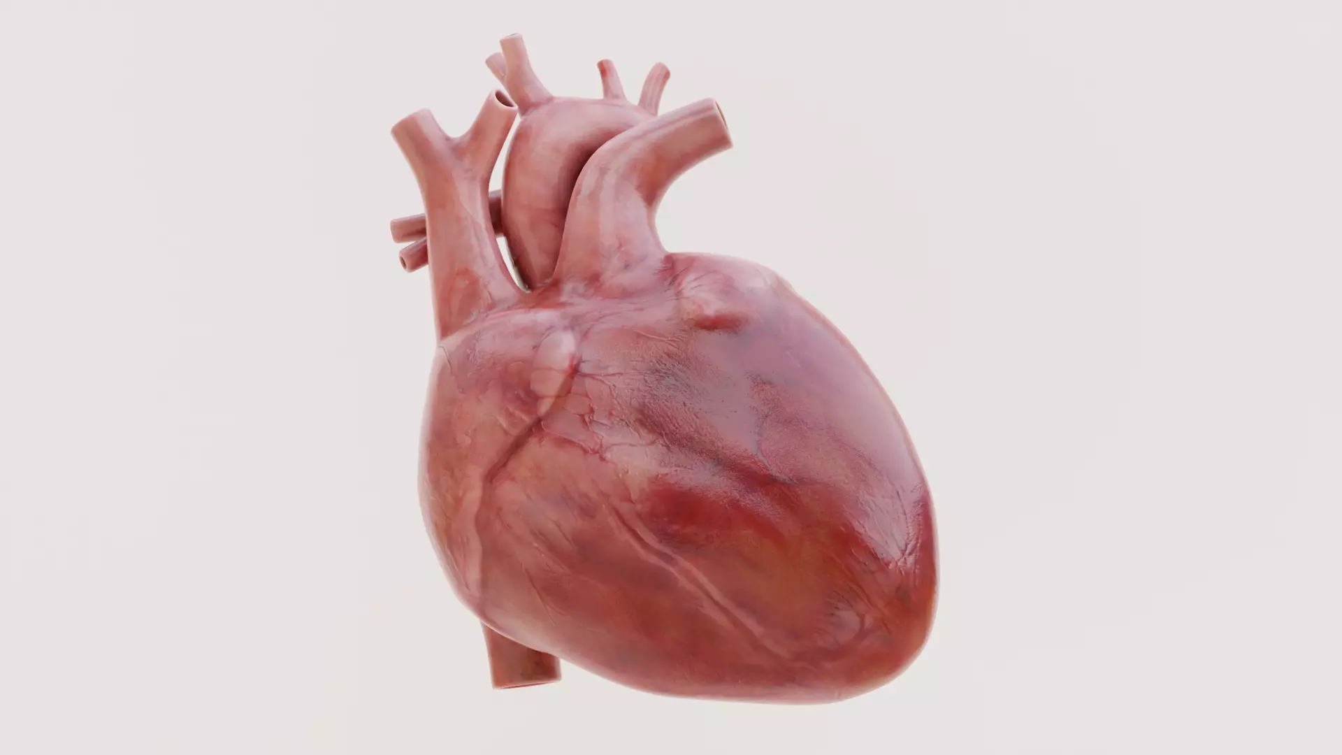 Realistic Human Heart V2 - Rigged and Animated Low-poly 3D model