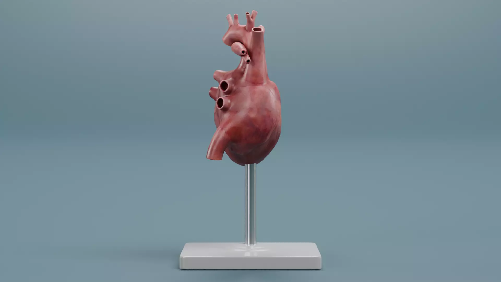 -Heart Model- Low-poly 3D model_2