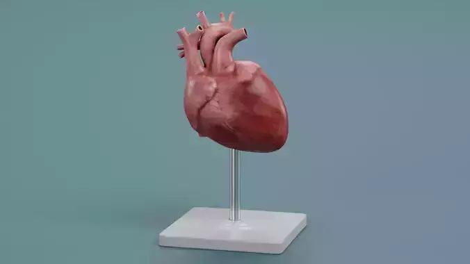 -Heart Model- Low-poly 3D model -Heart Model- Low-poly 3D model