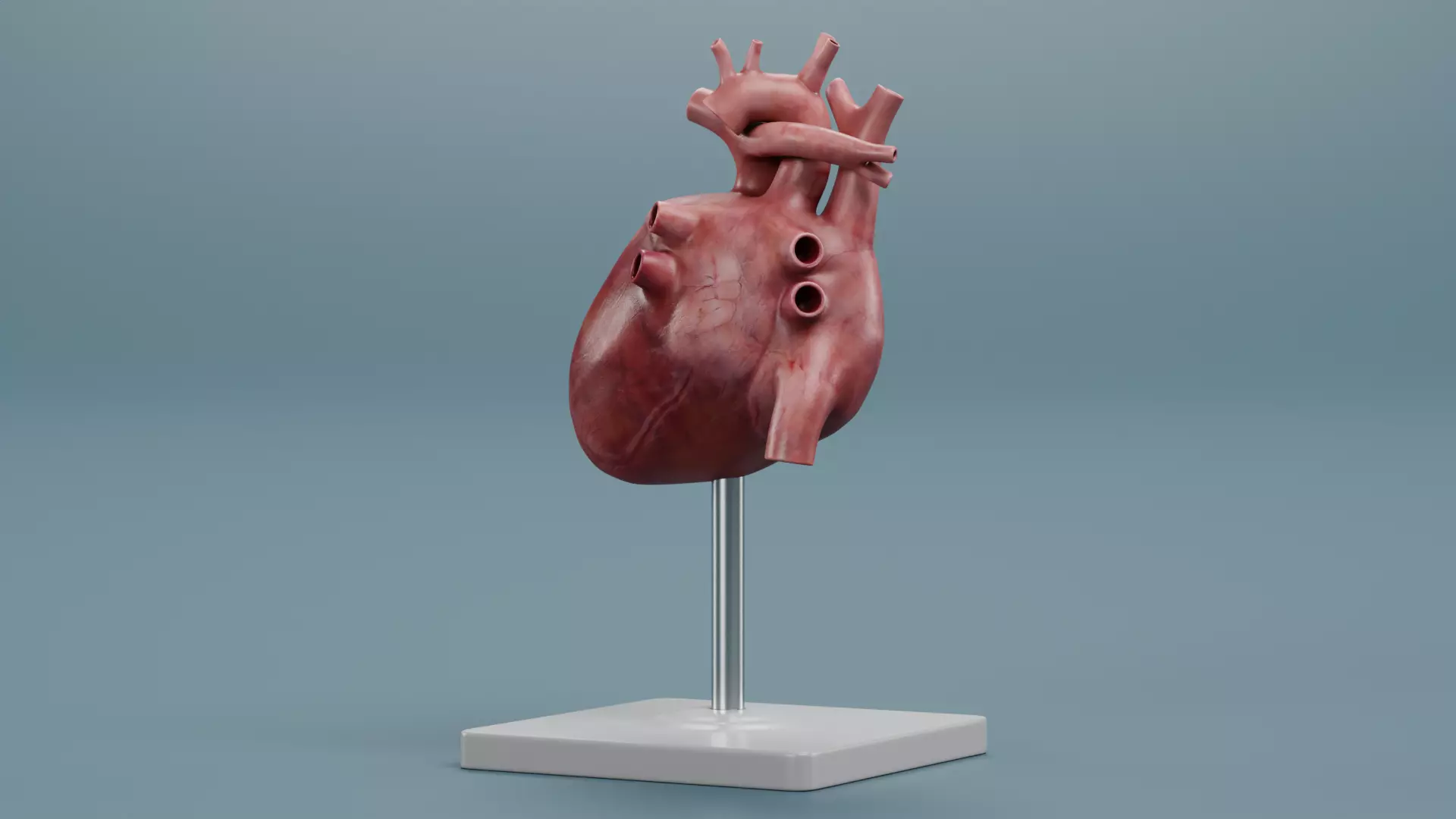 -Heart Model- Low-poly 3D model_3