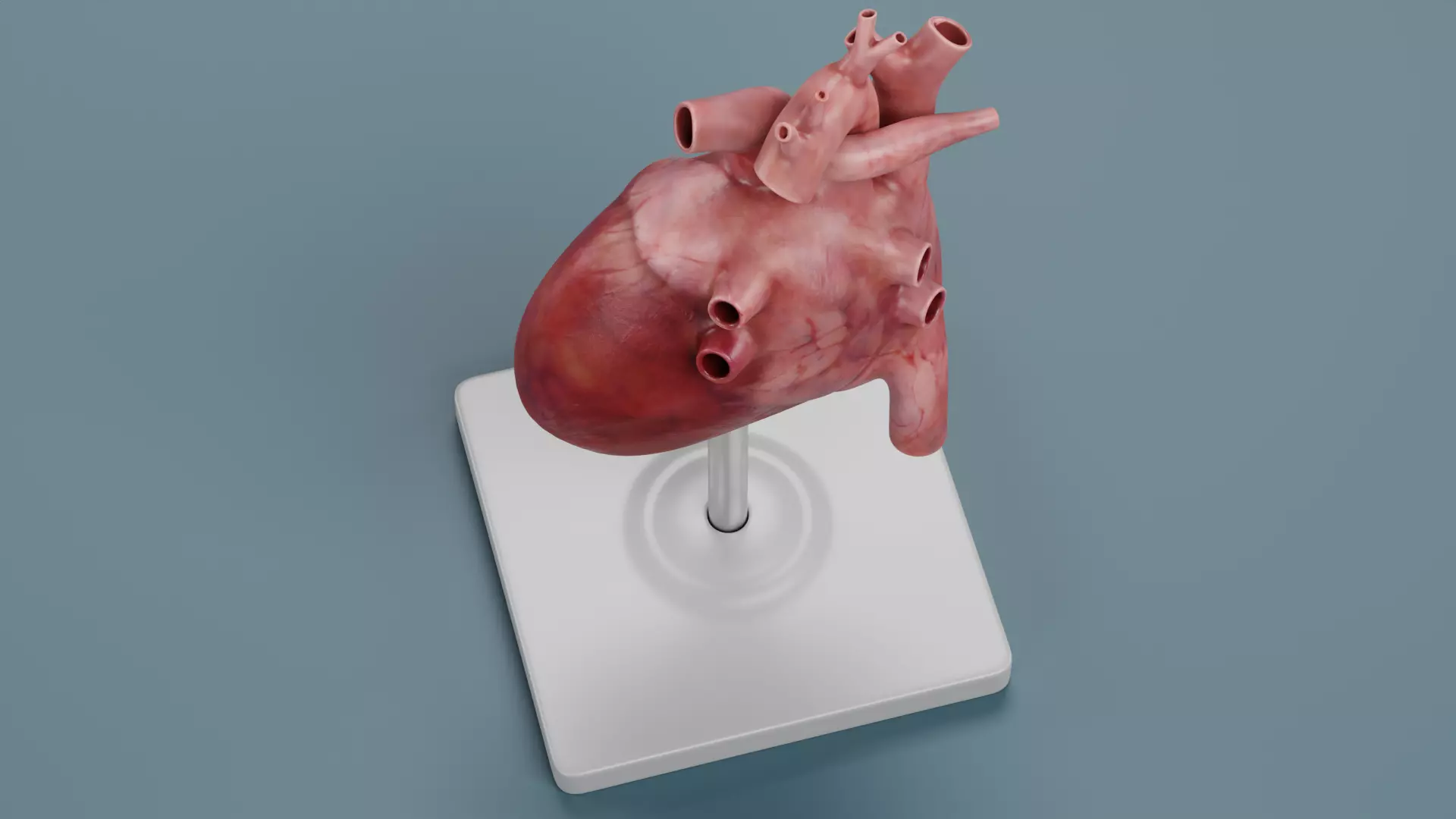 -Heart Model- Low-poly 3D model_5