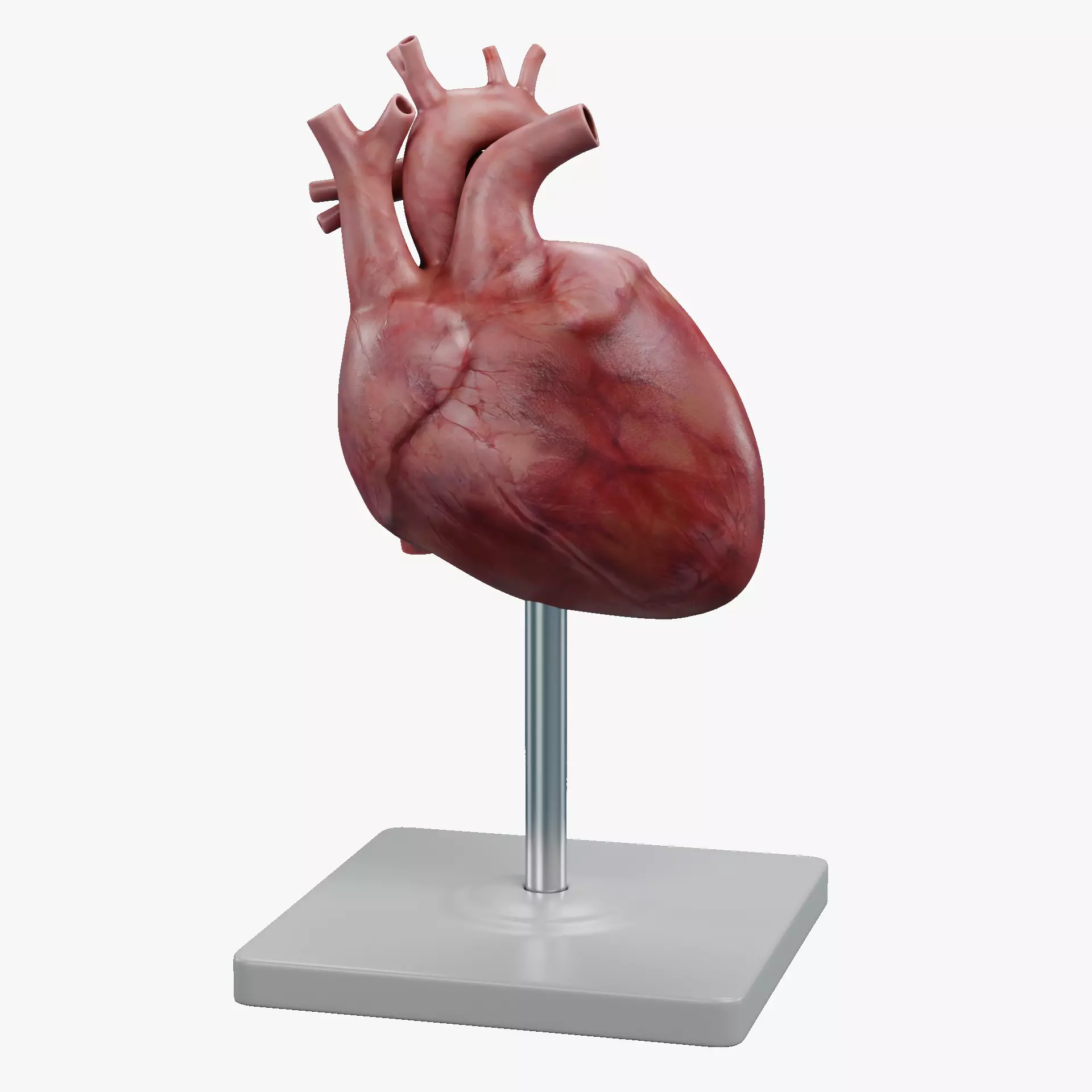 -Heart Model- Low-poly 3D model_12