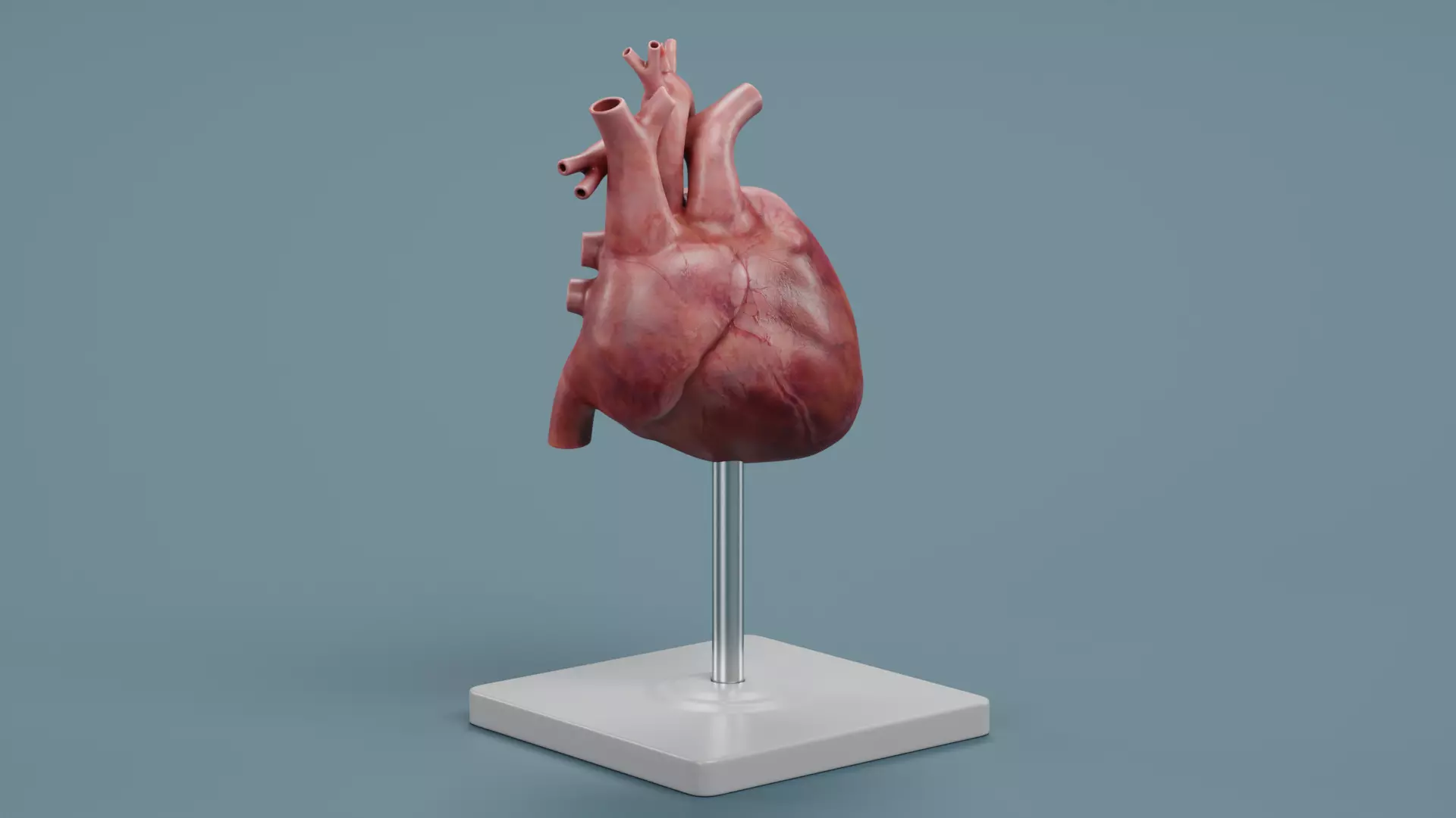 -Heart Model- Low-poly 3D model_1